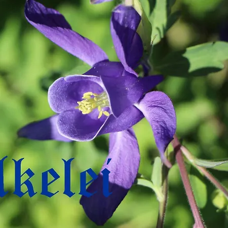 Отель Gungl Stubn